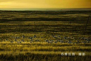 苏雅拉图摄影作品