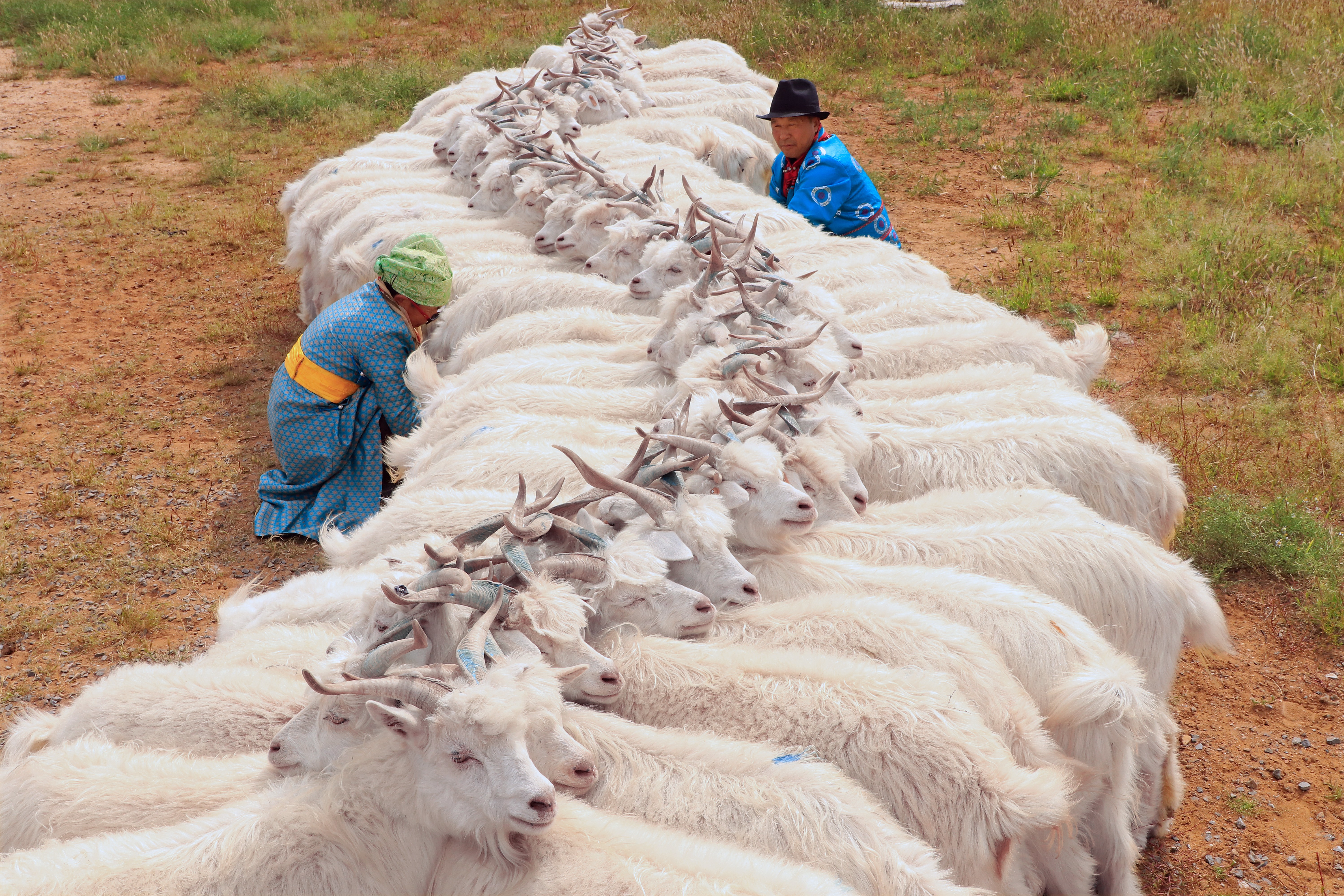 鄂尔多斯莲羊挤奶