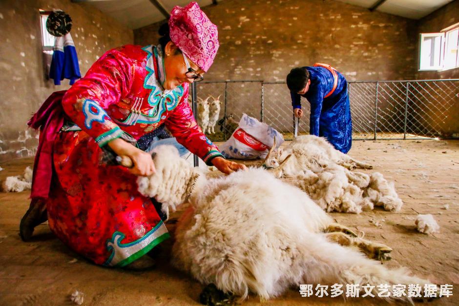 牧民丰收的喜悦——（用图必署名侵权必究，记得劳动报酬）；郝常明摄；13947718258；鄂尔多斯市鄂托克旗融媒体中心；邮编；016100 - 副本