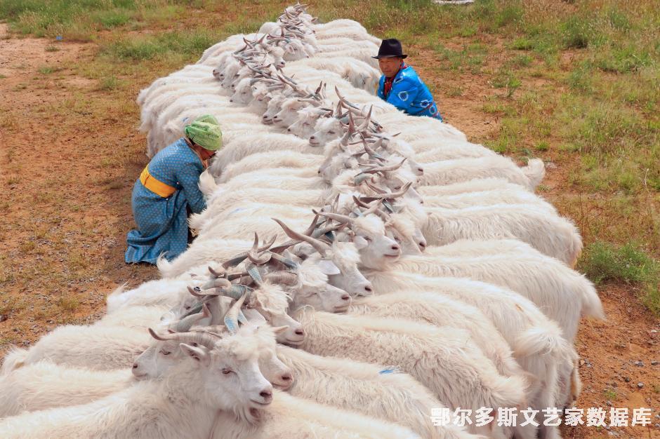 鄂尔多斯莲羊挤奶；(用图必署名侵权必究）；链羊挤奶；郝常明摄；13947718258；鄂托克旗融媒体中
