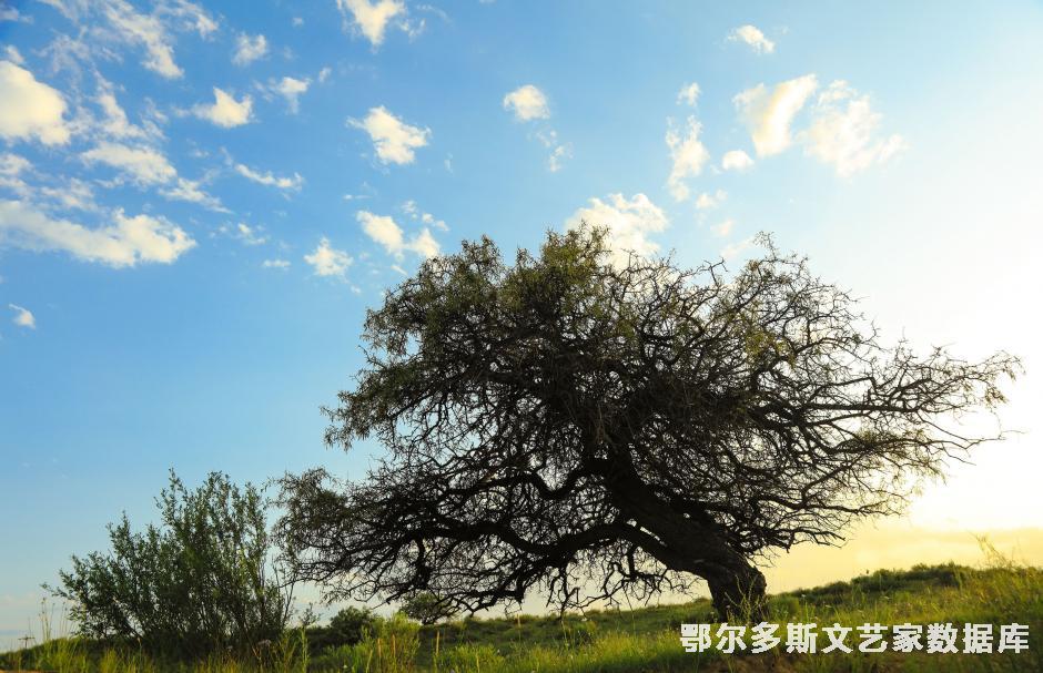 小叶鼠李-----------------斯庆巴特尔摄-(3)