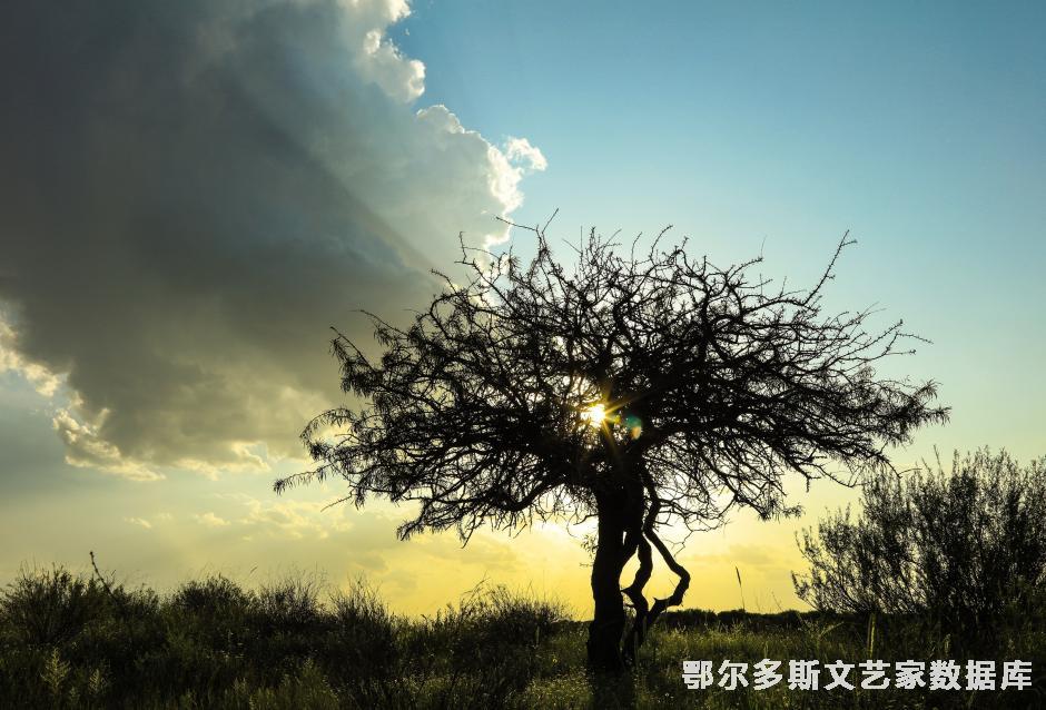 小叶鼠李-----------------斯庆巴特尔摄-(9)