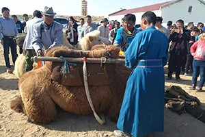 母驼圣火祭祀