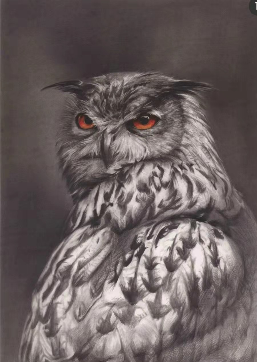 素描猫头鹰