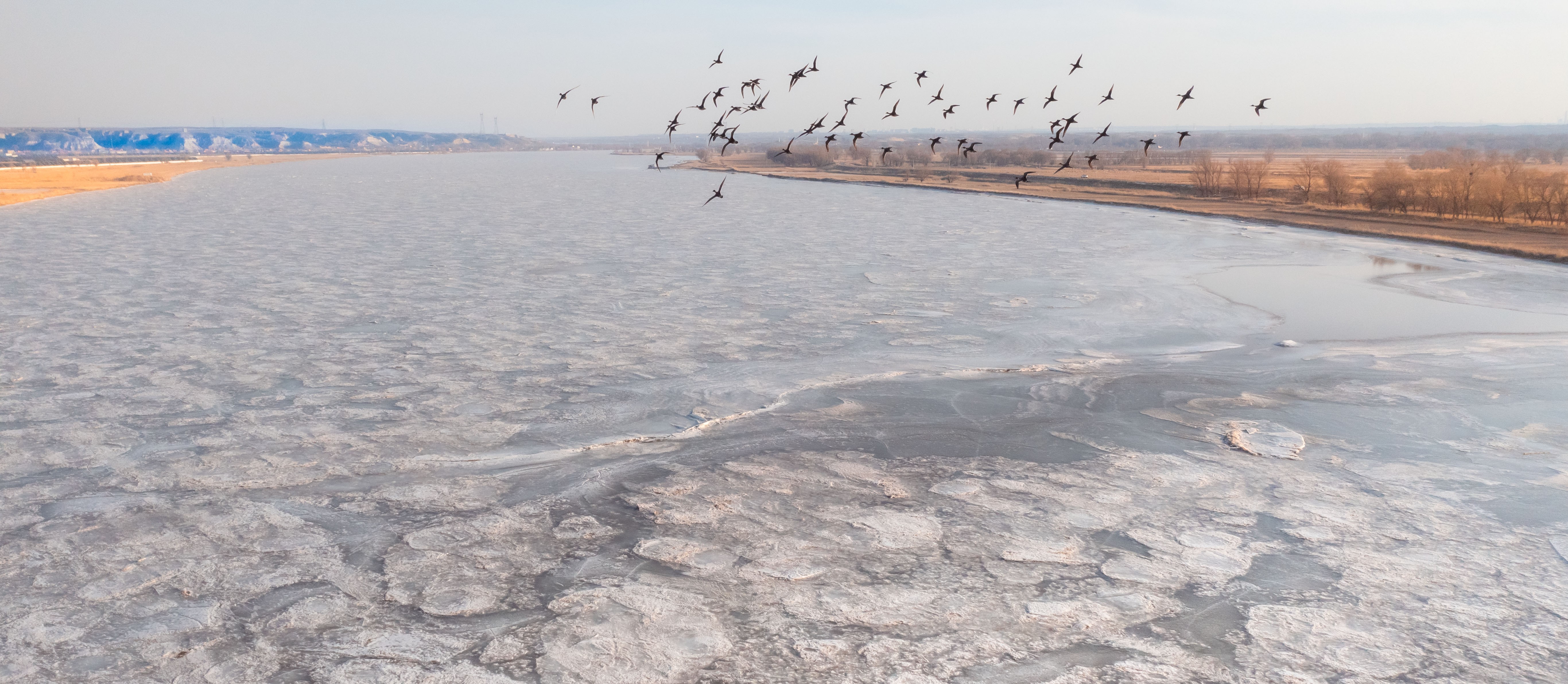 内蒙古准格尔旗黄河段出现成群赤麻鸭觅食的景象