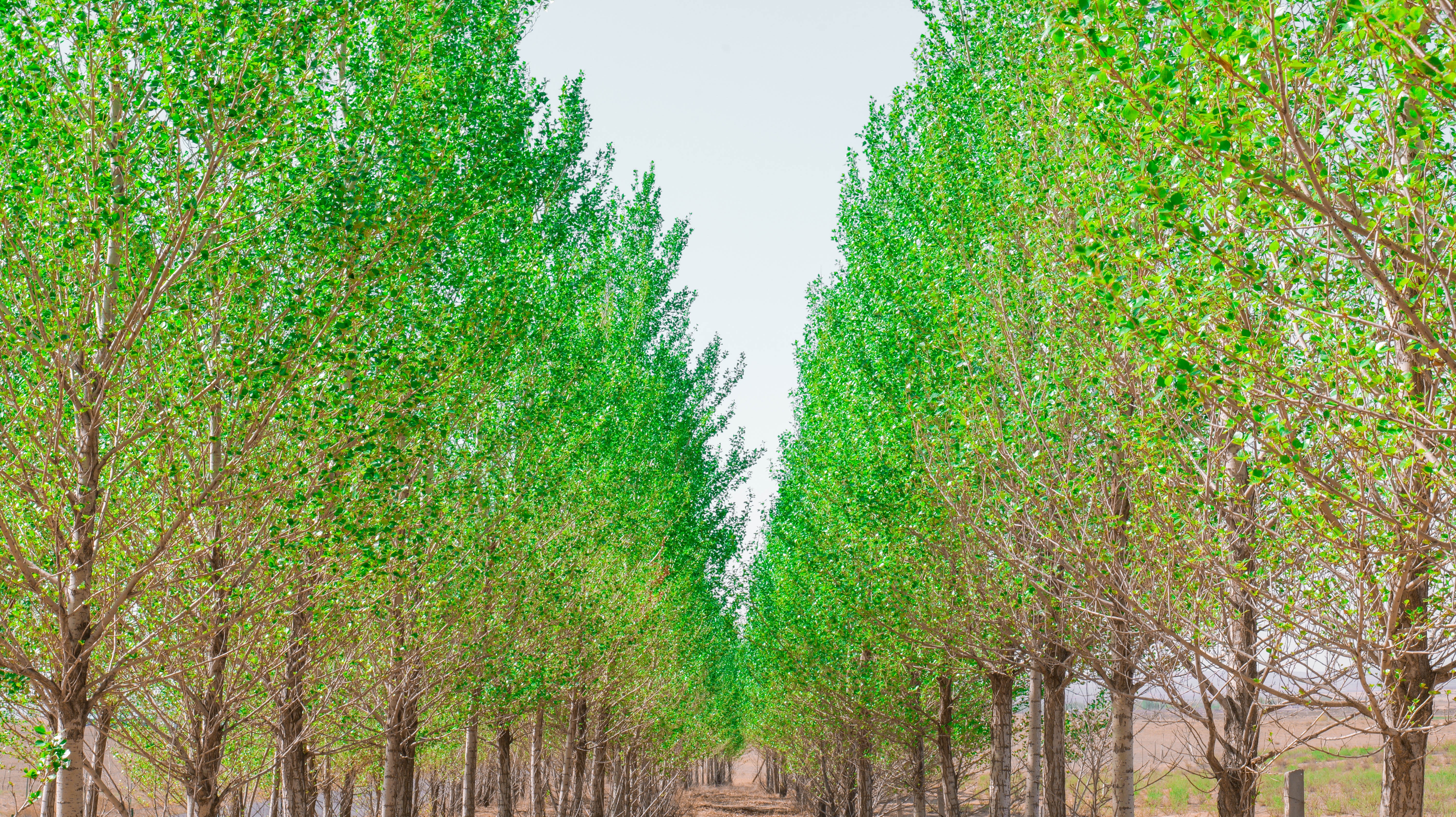 植树造林 美化环境