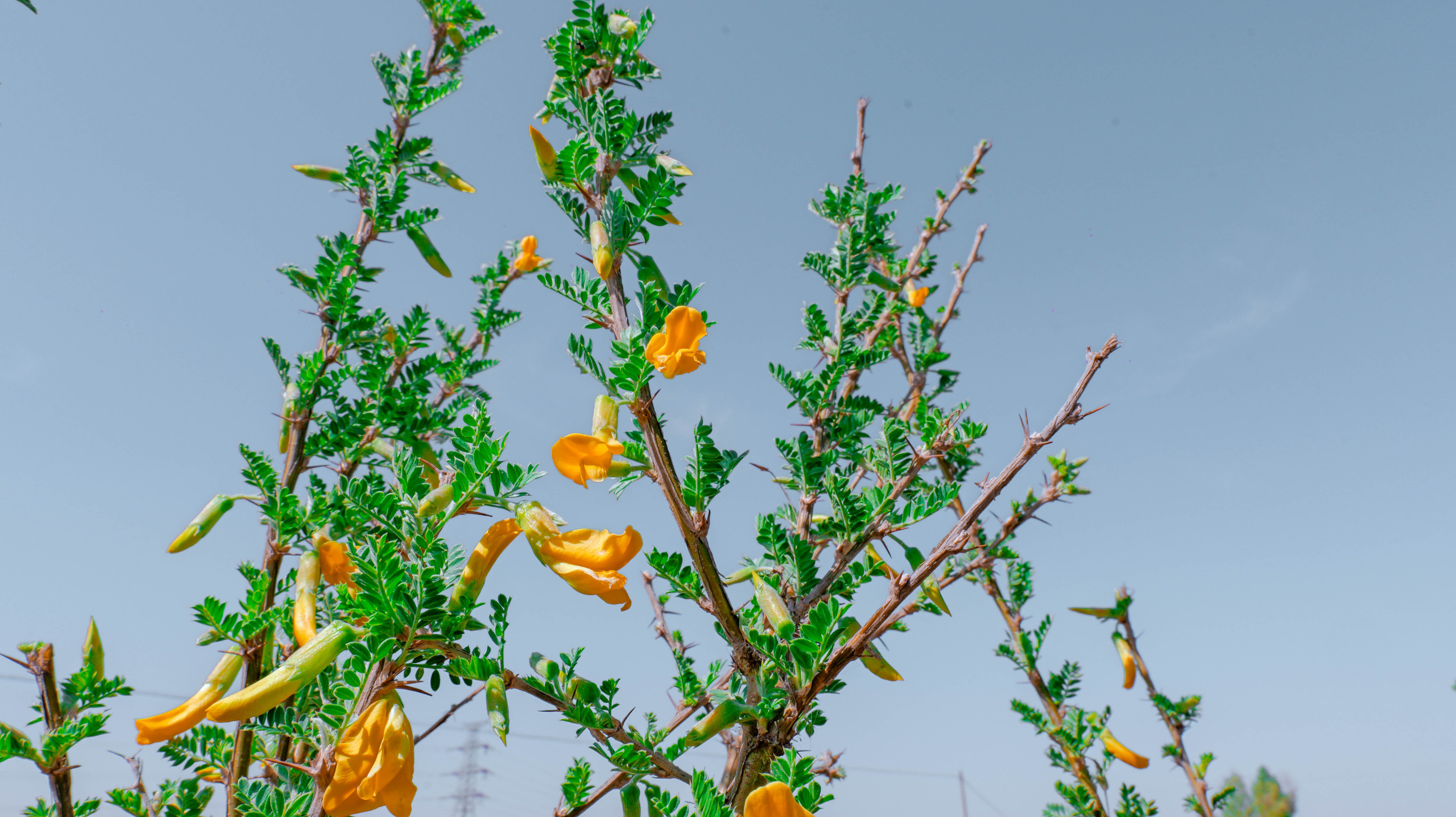 种植柠条 美化环境 改良草场 