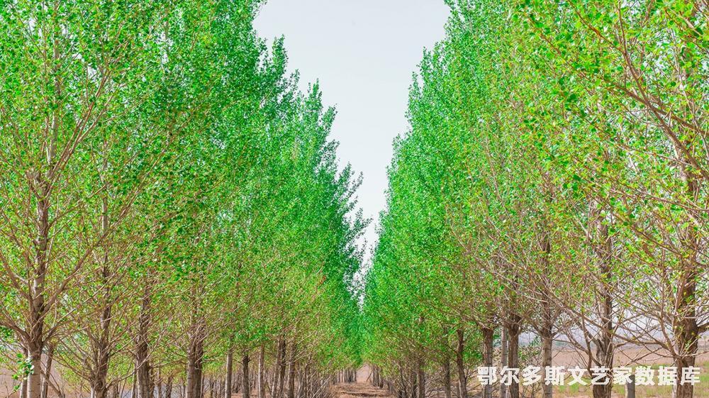 植树造林 美化环境1